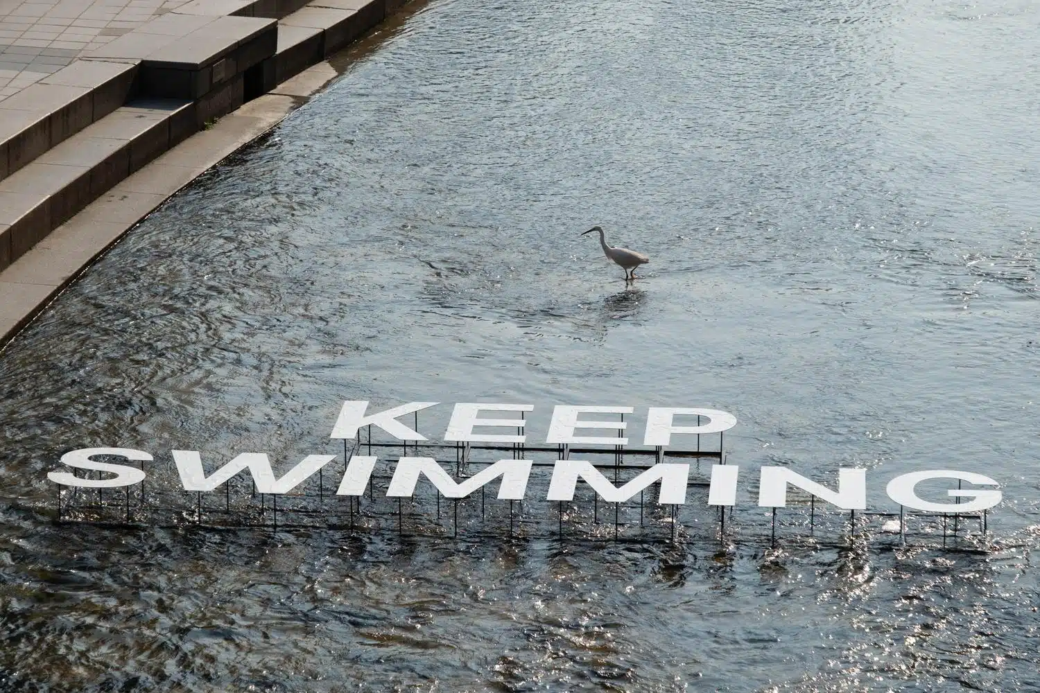 cheonngyecheon-keep-swimming-2026 A bird fishes next to a sign that says "keep swimming" inside Cheonggyecheon stream in Seoul.