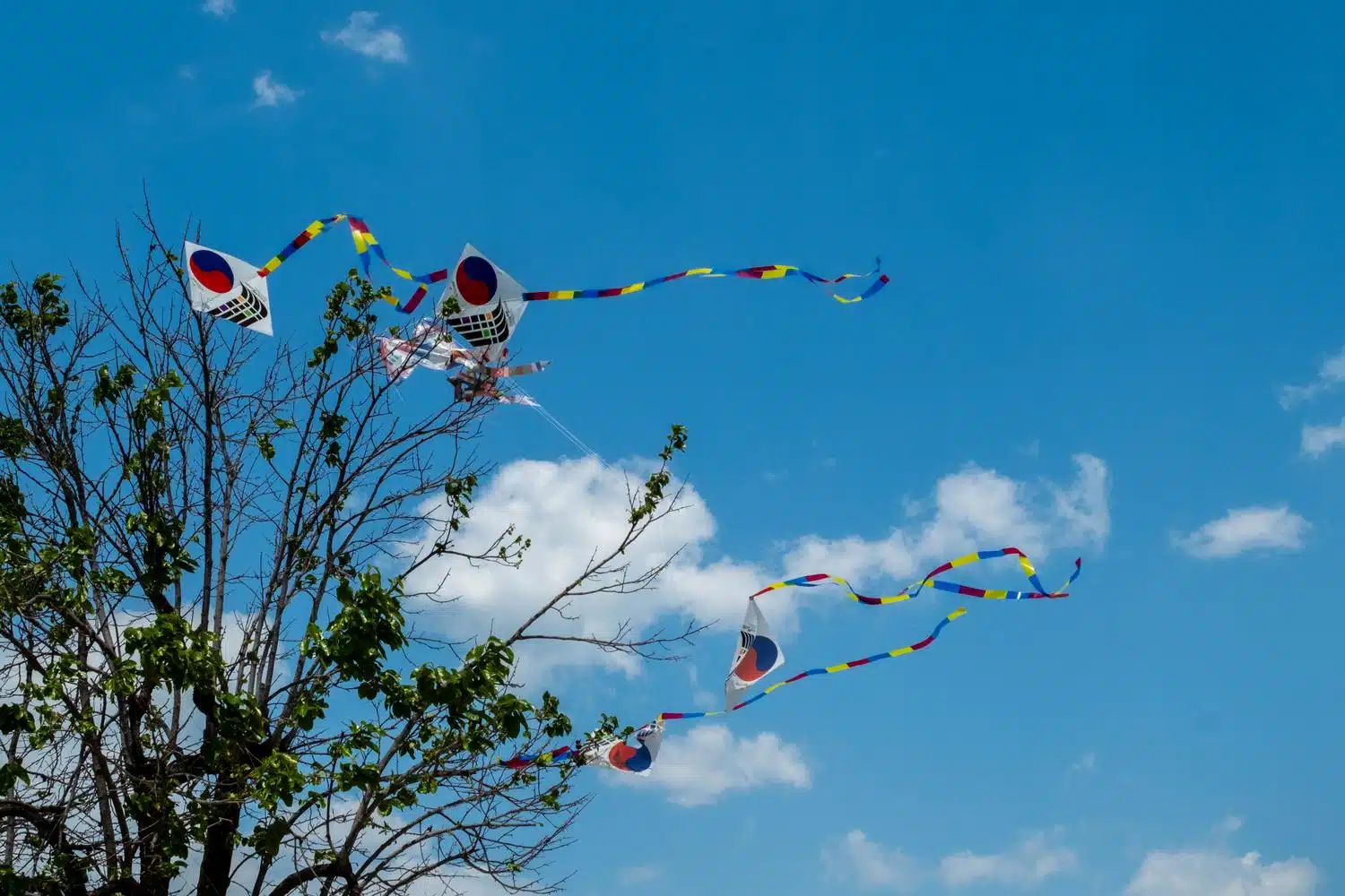 gyeongju-korea-kites-tree Lost kites hang in a tree in Gyeongju, Korea.