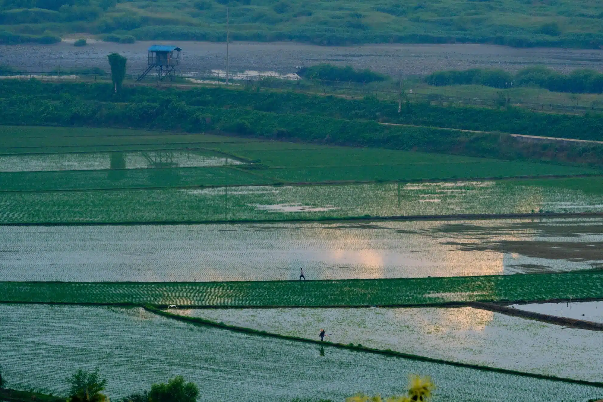 rice-paddy-paju-ccl-dmz Rice paddies along the Civilian Control Line near Paju.